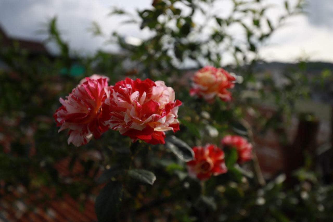 Homestay Doc Tinh Dalat Eksteriør bilde