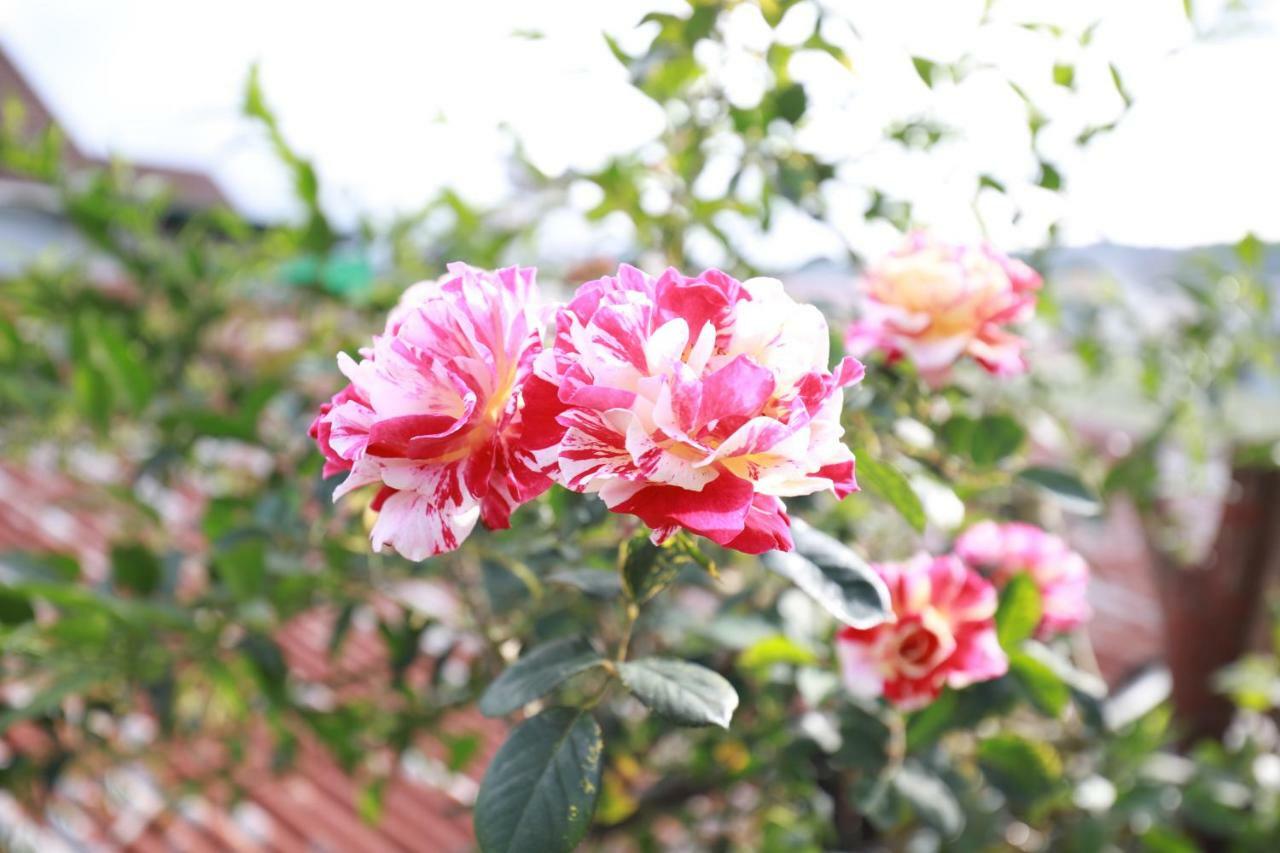 Homestay Doc Tinh Dalat Eksteriør bilde